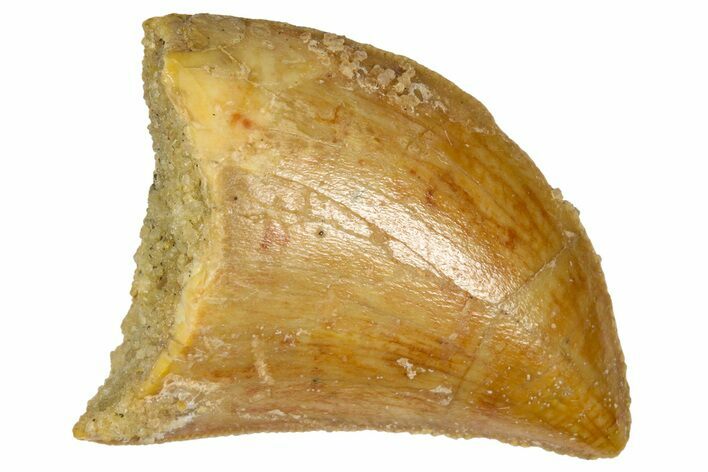 Serrated, Juvenile Carcharodontosaurus Tooth - Morocco #361044
